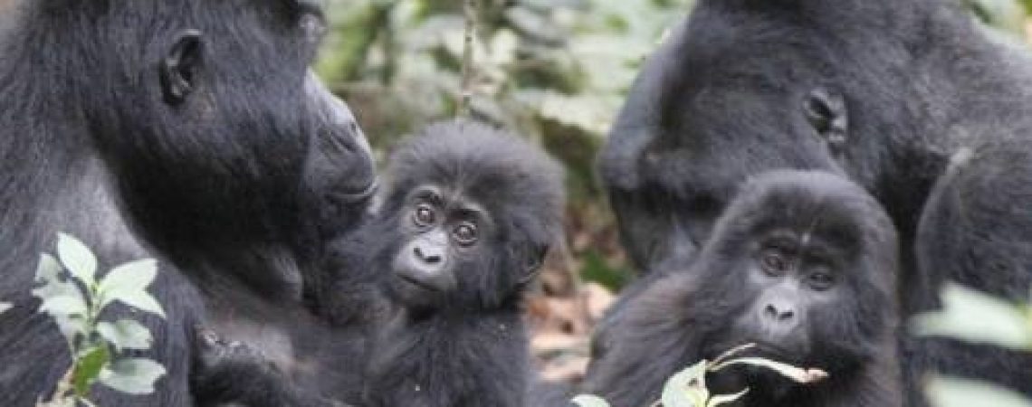 Gorilla-Trekking-Bwindi-National-Park-Uganda-987866-500px