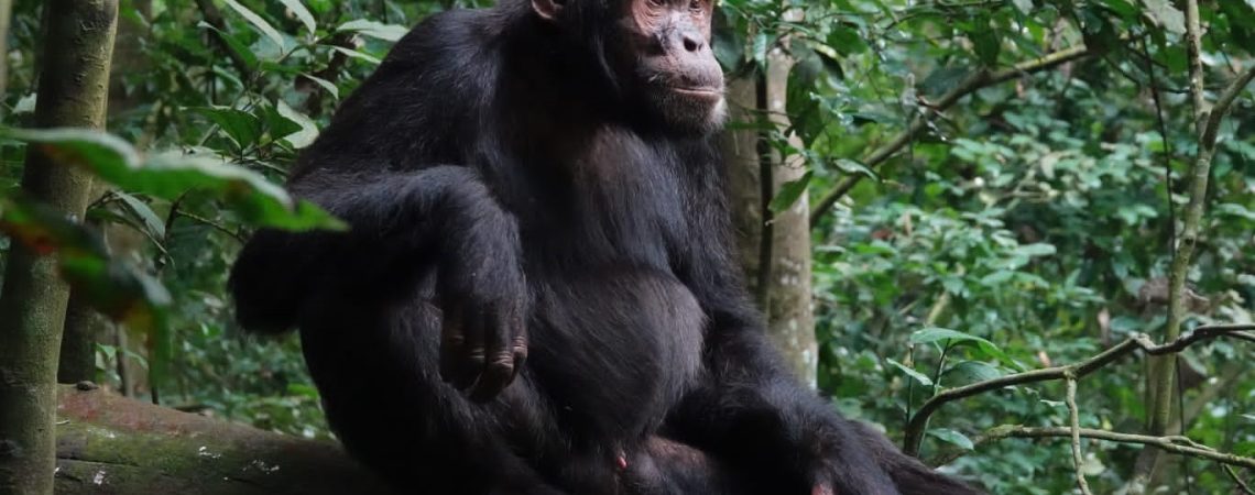 chimp